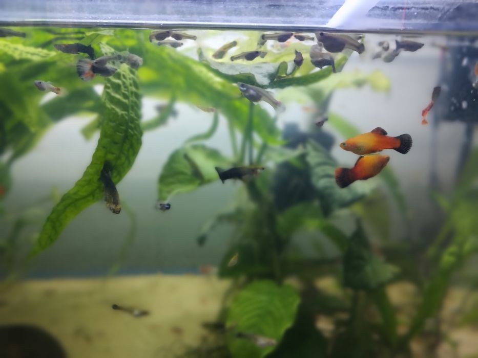 Młode głupiki i krewetki