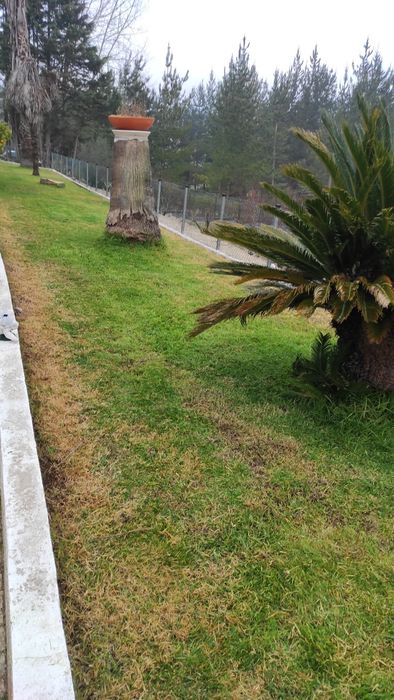 Serviço  corte de árvores manutenção de jardins