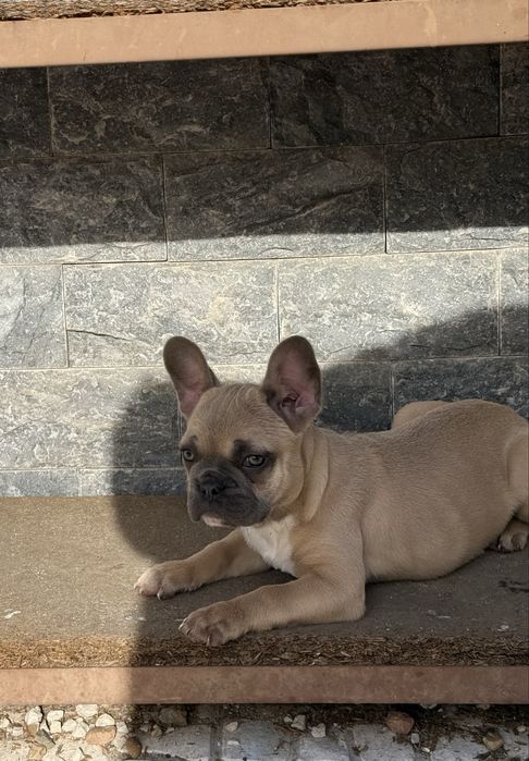 Bulldog Francês Excelente Exemplar