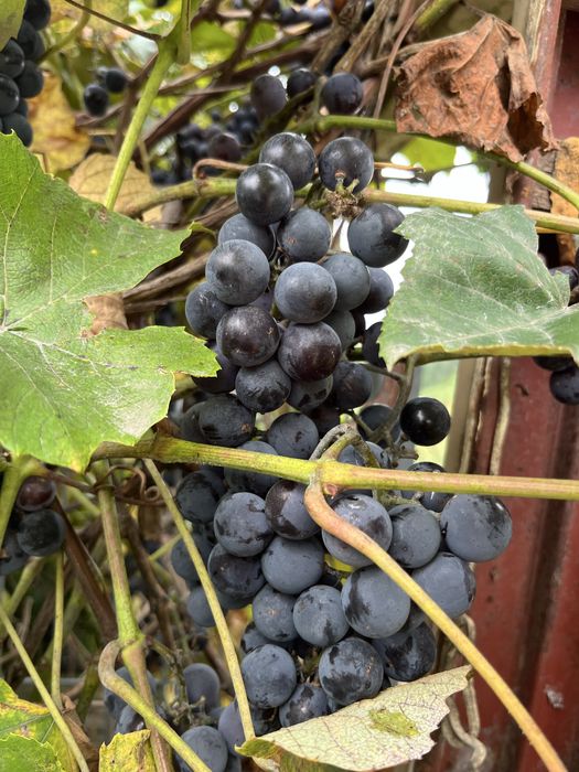 Winogrono fioletowe