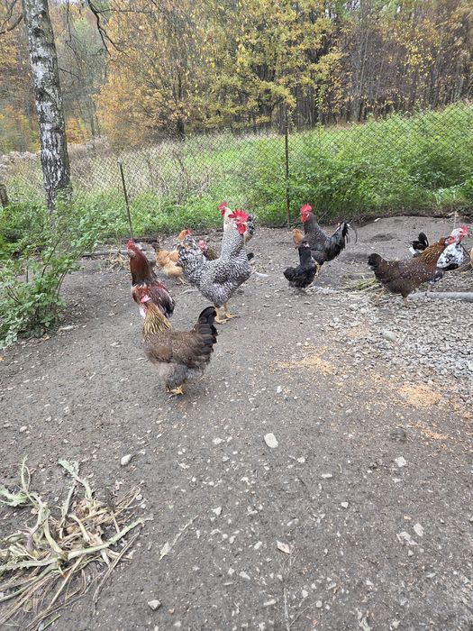 Sprzedam koguty tegoroczne