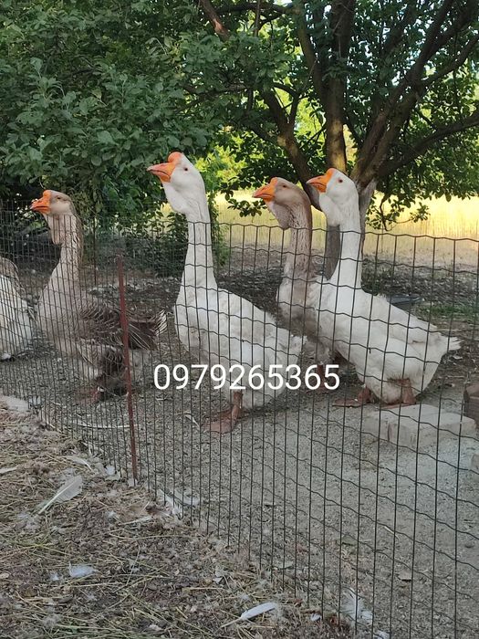 Продам гусей холмогорів та тульських горбоносих