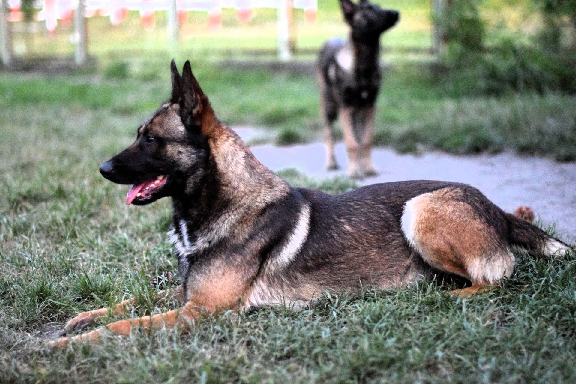 Owczarek belgijski malinois