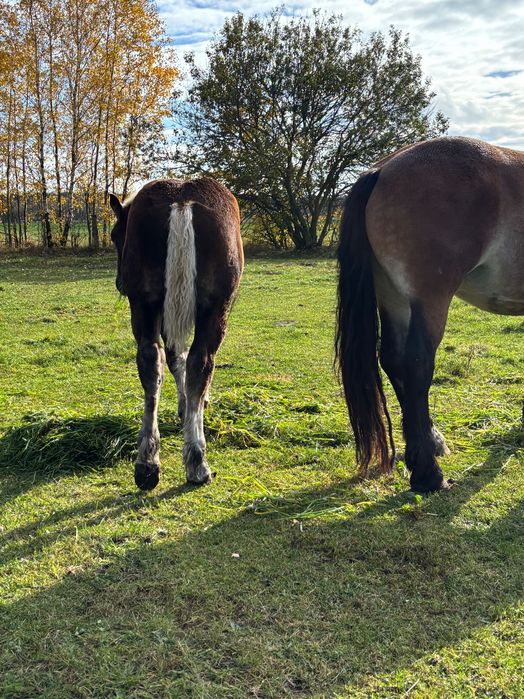 Ogierek ogier zimnokrwisty sztumski