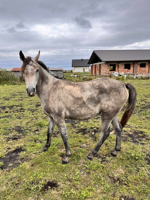 Czysta Krew Arabska Castini Wałach