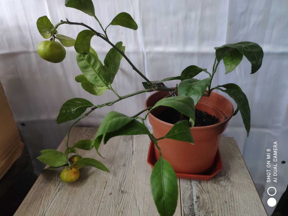 Мвндарин с плодами