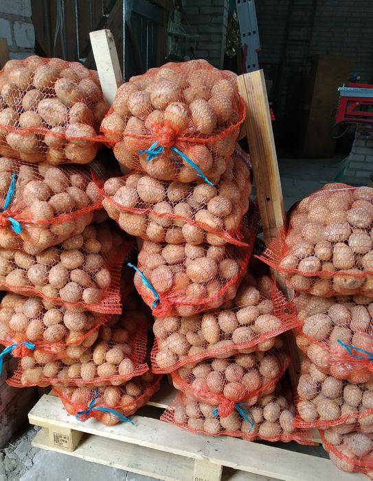 Ziemniaki jadalne z małego gospodarstwa o nazwie Tajfun i Magnolia