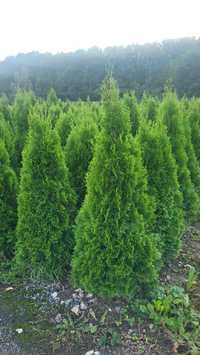 Thuja Szmaragd cięta, gęsta producent.Thuja Smaragd szmaragdowa