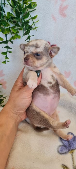 Excelente mini menina lilac merle Chihuahua/Chiuaua de Qualidade