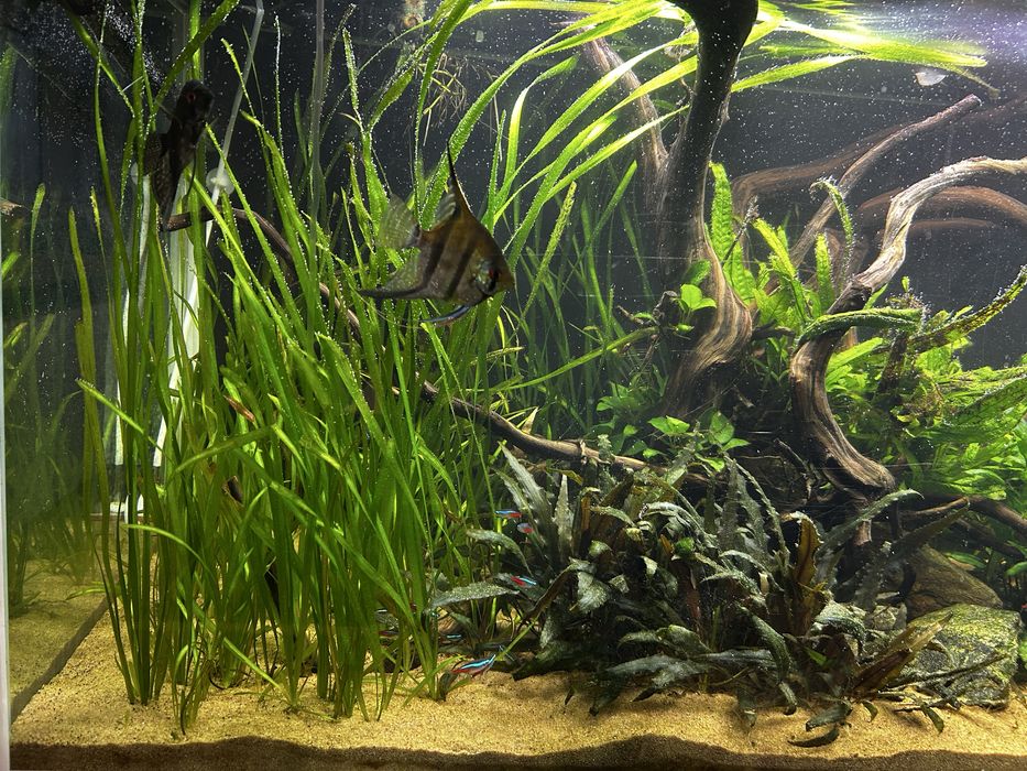 Nurzaniec z nadwyżki roslina do akwarium