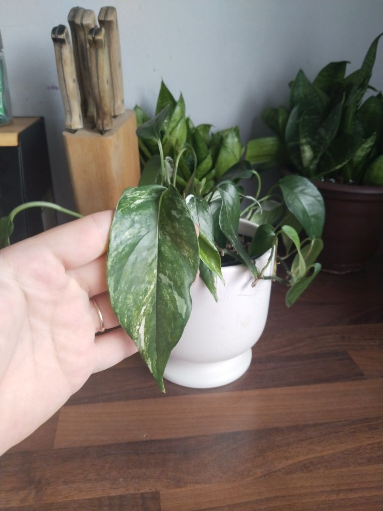 Epipremnum pinnatum variegata