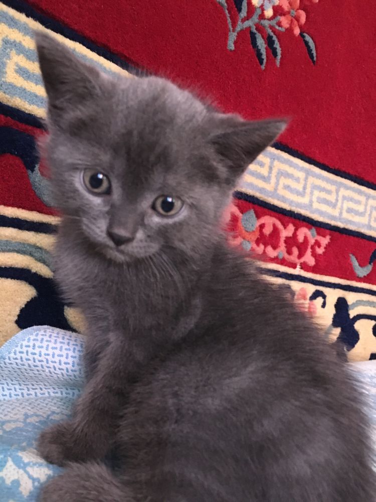 Котёнок ( девочка) 1 месяц и 10 дней
