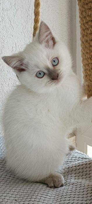 Kocurek  point czekoladowy