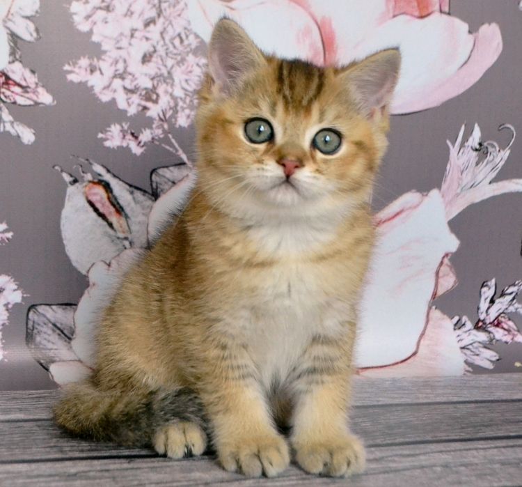 Малюкі Золотої шиншили