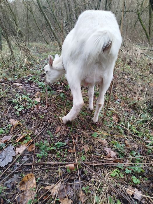 Коза зааненская китна