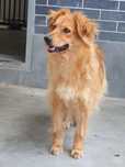 Suczka Mania do adopcji!