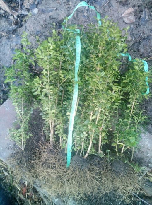 самшит, можевельник