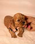 Cavalier King Charles Spaniel  suczka
