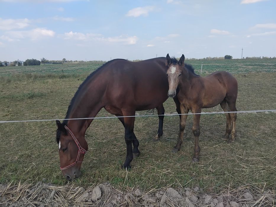 Klacz śląska ze źrebakiem