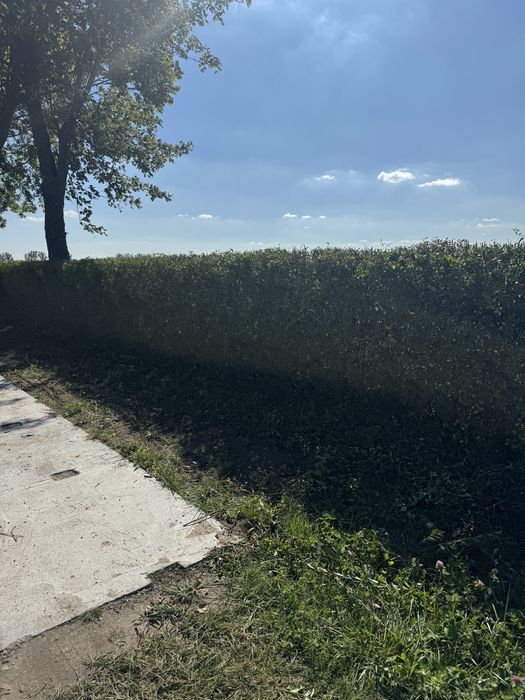 usługi ogrodnicze Poznań Luboń Komorniki Wiry