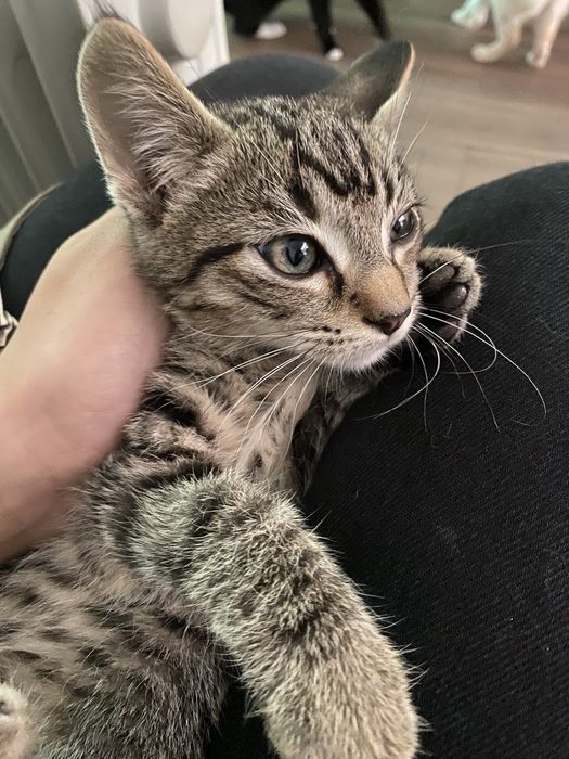 Gatinho bebe (2 meses)