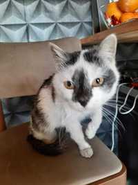 Kittinka - młodziutka kotka czeka na nowy dom