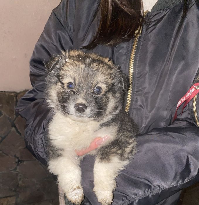 Цуценята 1.5 місяці Відам в хороші руки !!!