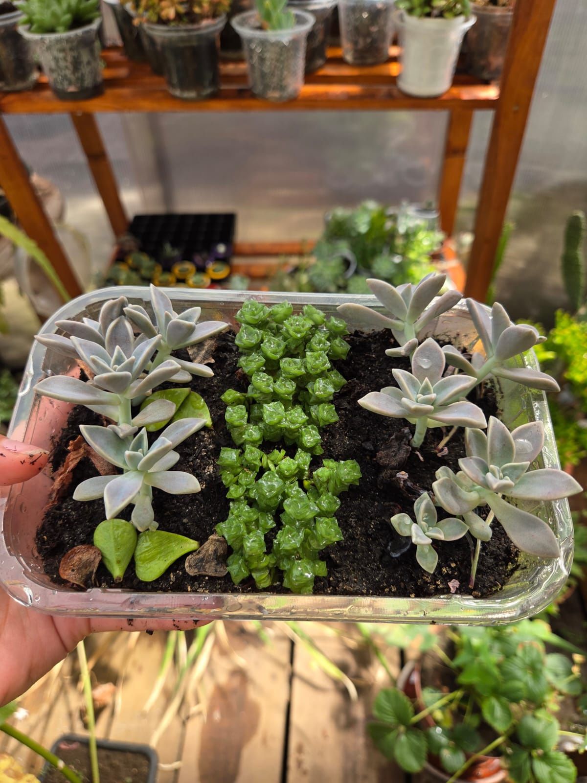 Suculentas em vaso