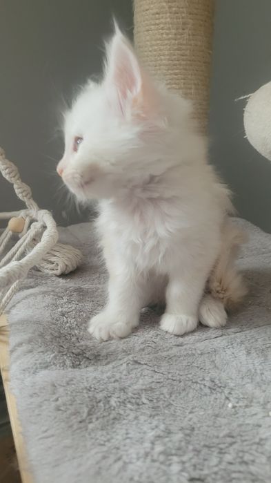 Kotka Maine Coon Coco FPL