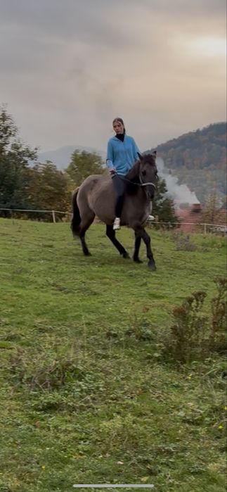 Konik polski klacz- hiszpania