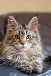 Śliczna i kochana koteczka Maine Coon