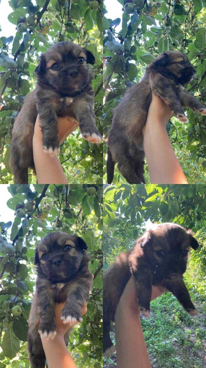 Віддам молодих щенят в добрі руки.