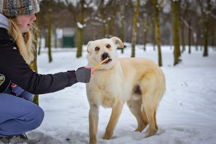 Szukamy odpowiedzialnego Domu dla tego młodego Psiaka!