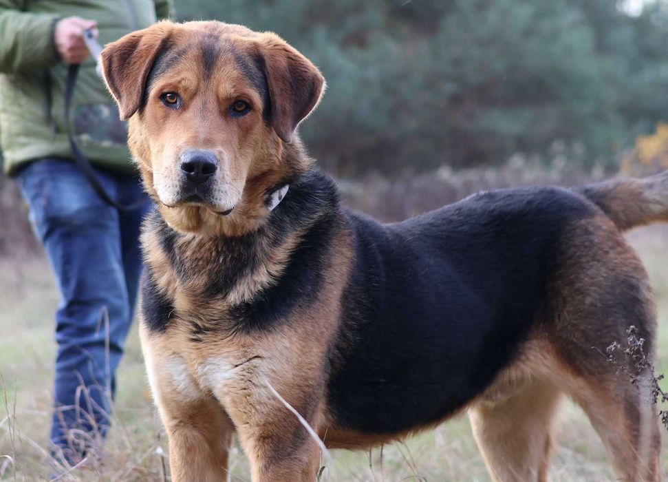 Kapitalny RUFUS szuka domu