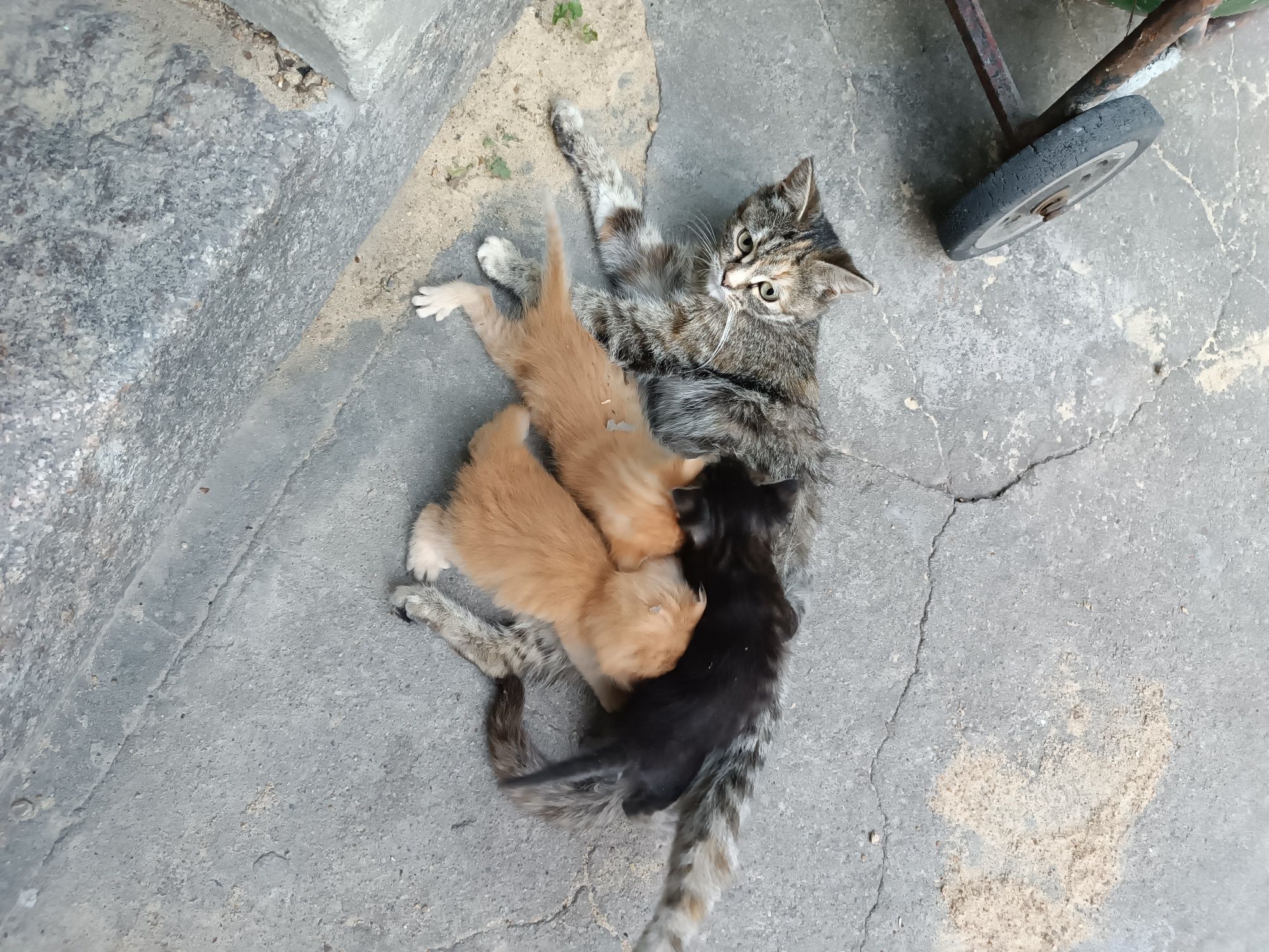 Кошенята в добрі руки