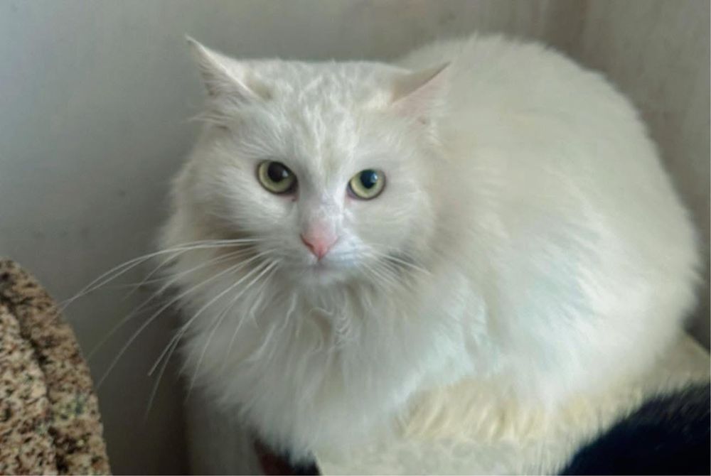 Котик у добрі руки