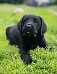 Labrador Retriever piesek ZKwP/FCI