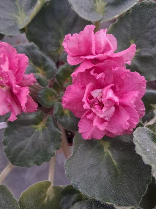 Фіалки дорослі сортові