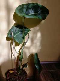 Philodendron Pastazanum