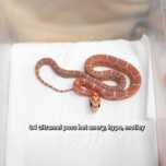 wąż zbożowy scaleless łysy