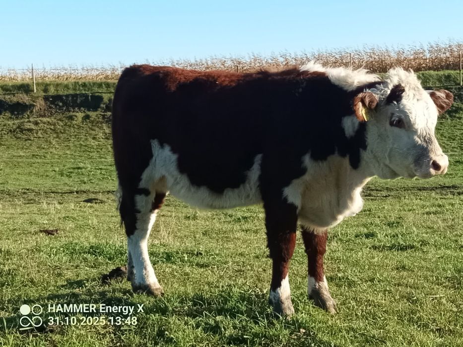 Sprzedam Jałówki Hereford