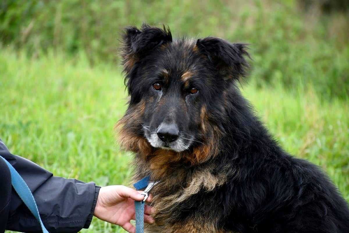 Azor szuka domu, pies, owczarek niemiecki