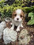 Cavalier king charles spaniel