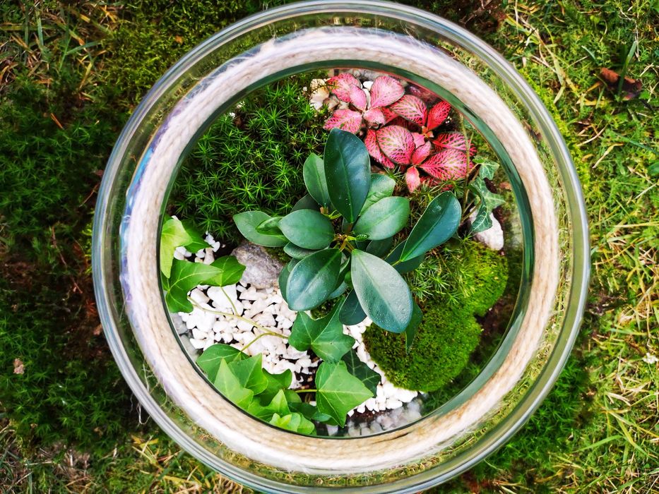 LAS W SŁOIKU - Ogród w szkle -Święta-Idealny na prezent