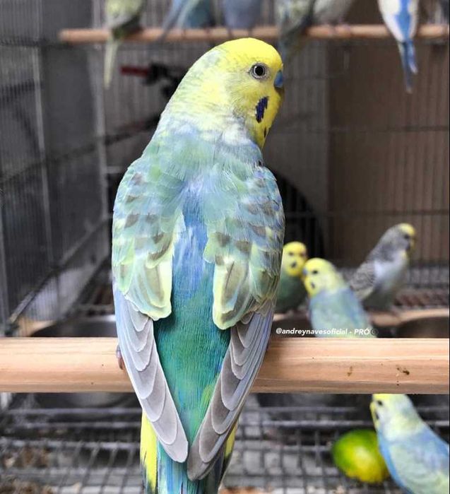 vendo lote periquitos autralianos traçados de ingles