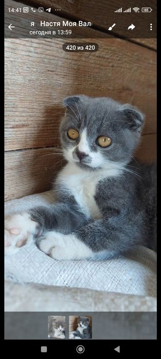 Висловухі пухнастики в дбайливі ручки