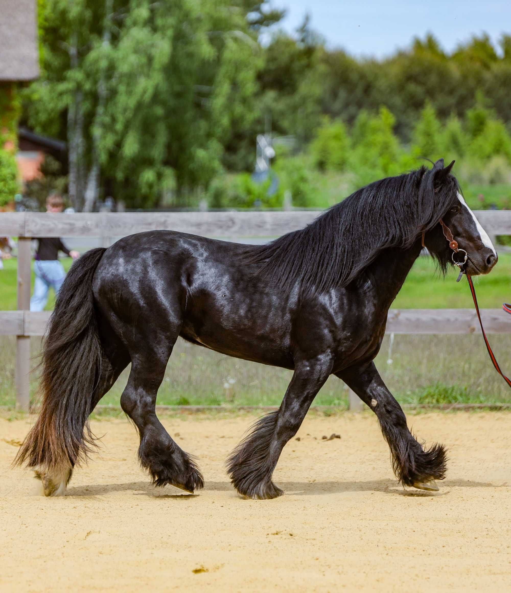 ogier  Irish Cob / Gypsy Cob / Tinker krycie stanówka