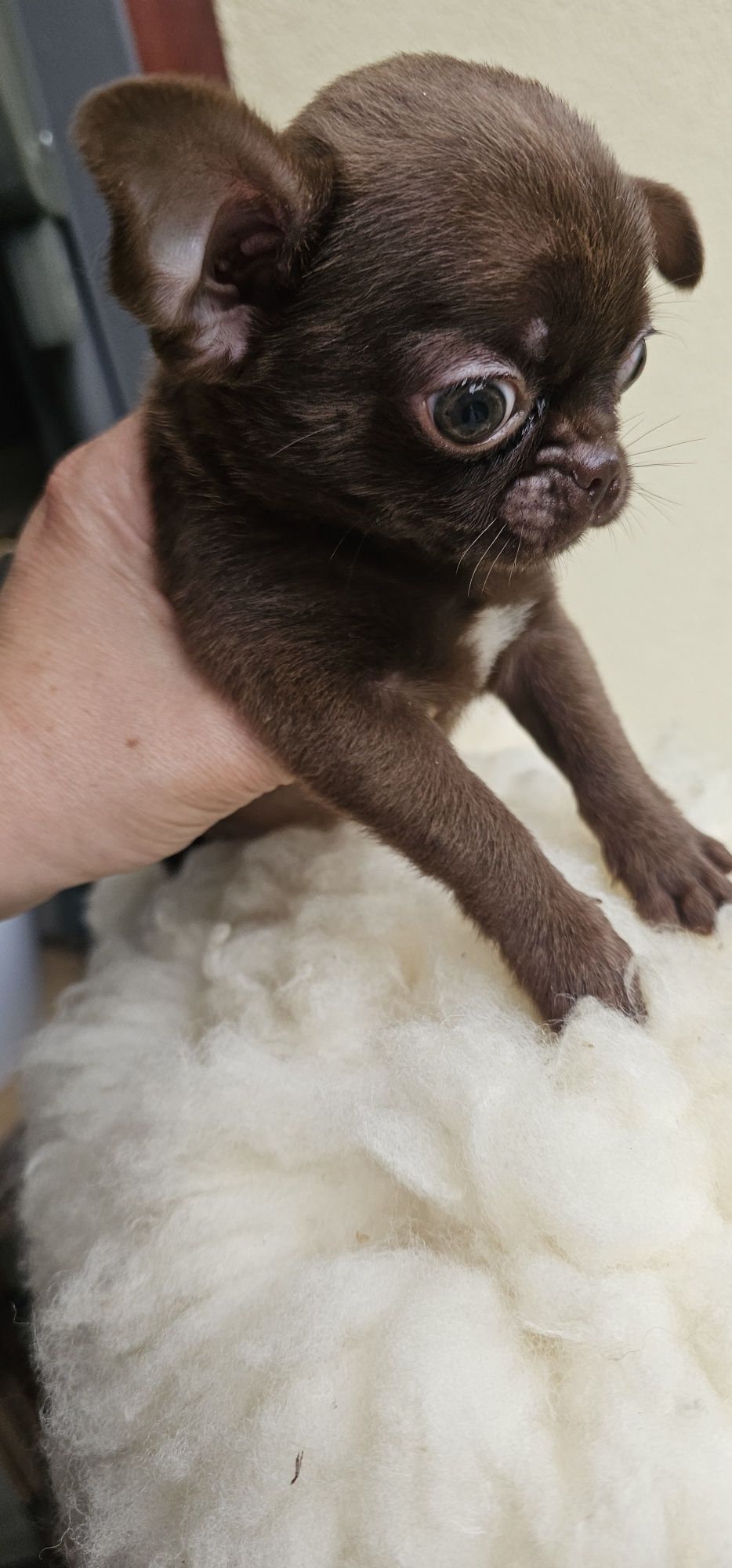 Chihuahua czekoladowy piesek