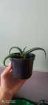 Aloes lecznicza roślina