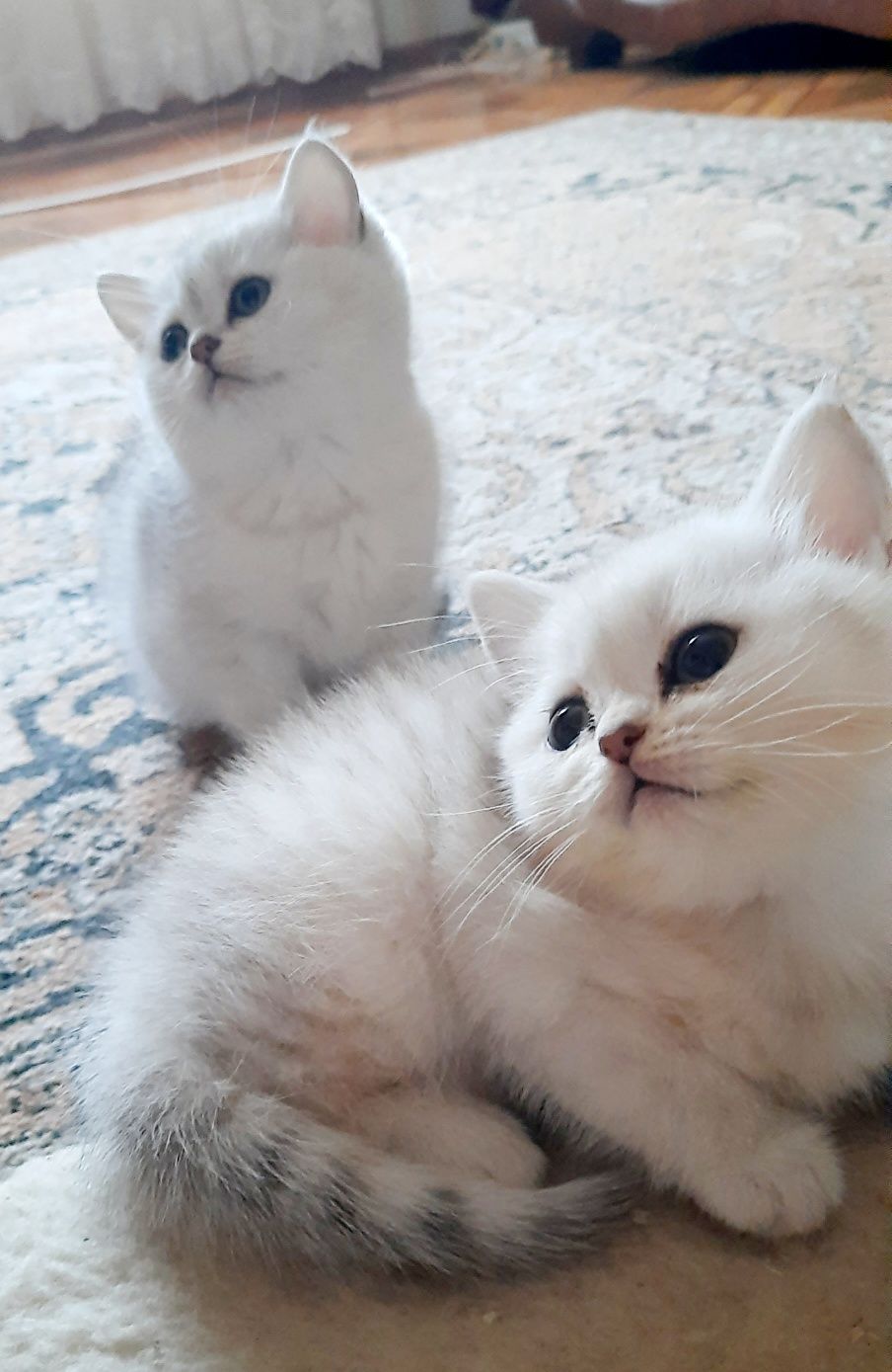 Чудовий скоттіш-страйт
